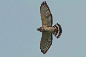 Adult Broad-winged Hawk