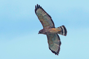 Adult Broad-winged Hawk