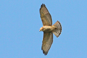  Immature Broad-winged Hawk with narrow tail bands