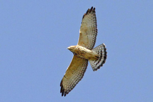 Immature Broad-winged Hawk with adult-like tail bands