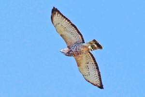 Broad-winged Hawk with wing not fully extended