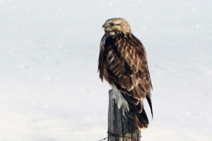 Rough-legged Hawk