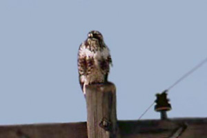 light phase Rough-legged Hawk