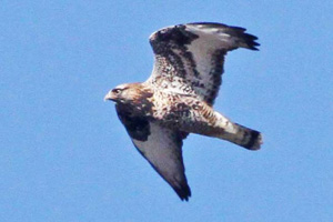 light phase Rough-legged Hawk