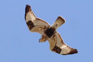 intermediate phase Rough-legged Hawk