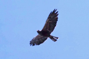 dark phase Rough-legged Hawk