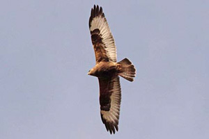 dark phase Rough-legged Hawk