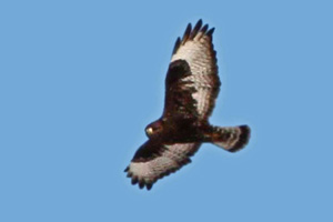 dark phase Rough-legged Hawk