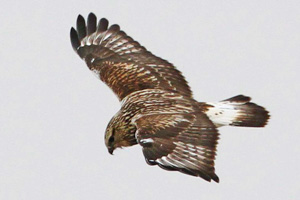 Rough-legged Hawk from above