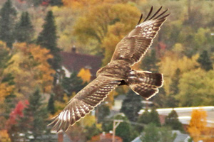 Rough-legged Hawk from above