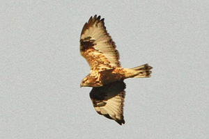 Rough-legged Hawk