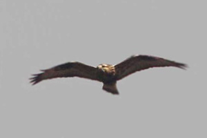 gliding Rough-legged Hawk
