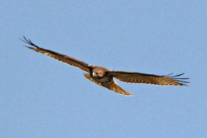 Red-tailed Hawk showing dihedral