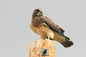 Swainson's Hawk