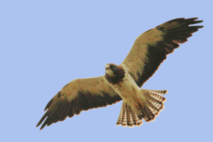 Swainson's Hawk