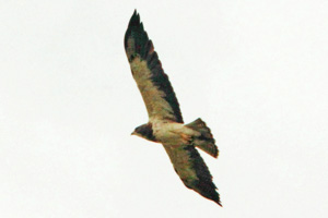 Swainson's Hawk