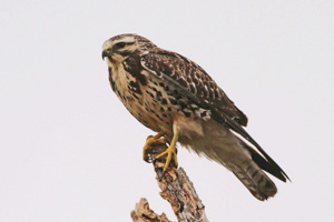 Immature Swainson's Hawk