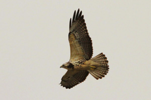 Immature Swainson's Hawk