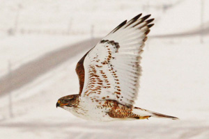 Ferruginous Hawk