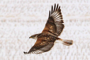 Ferruginous Hawk