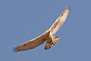 Immature Ferruginous Hawk