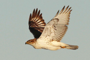 Immature Ferruginous Hawk