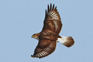 Immature Ferruginous Hawk