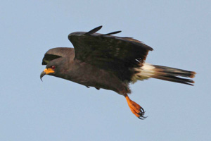 Adult male Snail Kite