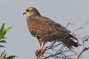 Immature or female Snail Kite