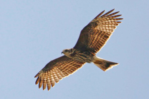 Immature or female Snail Kite