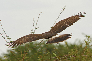 Immature or female Snail Kite