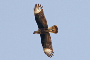 Crested Caracara