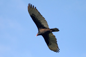 Turkey Vulture