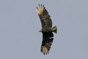 Black Vulture