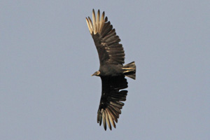 Black Vulture