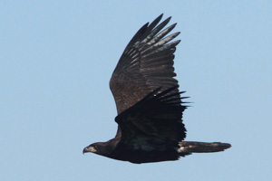 immature Bald Eagle