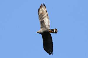 Zone-tailed Hawk