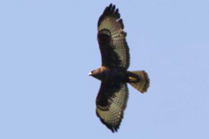 dark morph Short-tailed Hawk