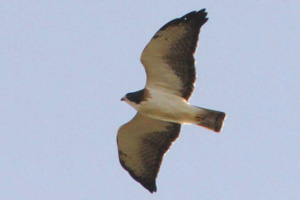 light morph Short-tailed Hawk
