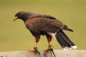 Harris's Hawk