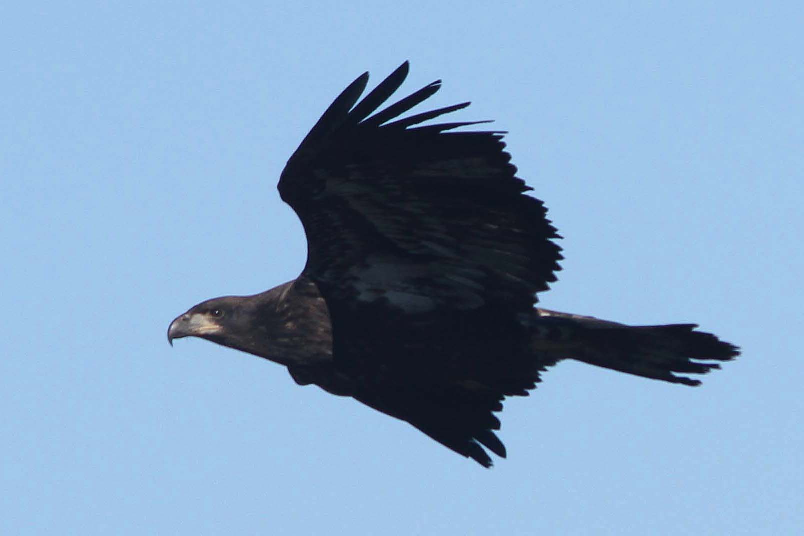 Eagle identification