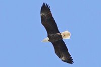 Adult Bald Eagle