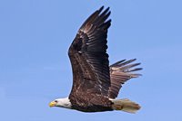 Adult Bald Eagle