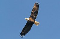 Adult Bald Eagle