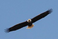 Adult Bald Eagle