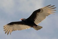 Turkey Vulture