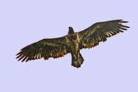Second Cycle Bald Eagle