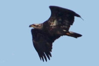 Third Cycle Bald Eagle