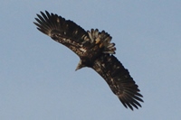 Third Cycle Bald Eagle