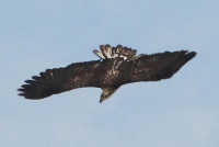 Third Cycle Bald Eagle